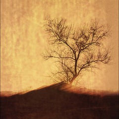 Одинокое дерево...