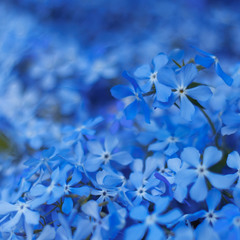 Harmony in blue