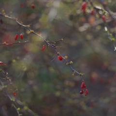 Куст барбариса под моим окном Алыми плодами он горит огнем…