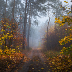 Лес осенний наполнился туманом