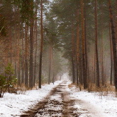 Декабрьский лес в тумане тих
