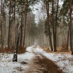 Туманный и сырой стоял декабрьский лес