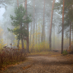 В туманной дымке лес тонул
