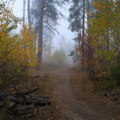 Лес туманом околдован