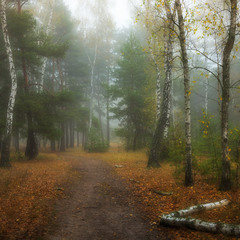 Полон лес волшебного тумана