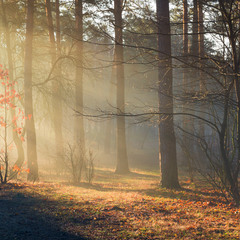 Солнце сияет сквозь мартовский лес