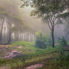 Волшебный лес стоит, туманом околдован