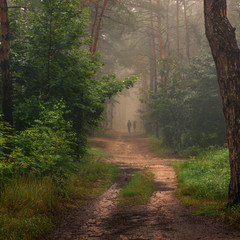 Просыпается лес и туманная дымка уходит.