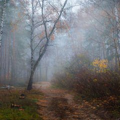 Туман ноябрьский лес окутал
