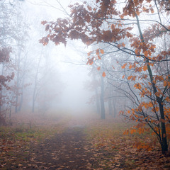 Тонет лес в молочном тумане