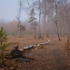Продрогший лес стоит в преддверии зимы