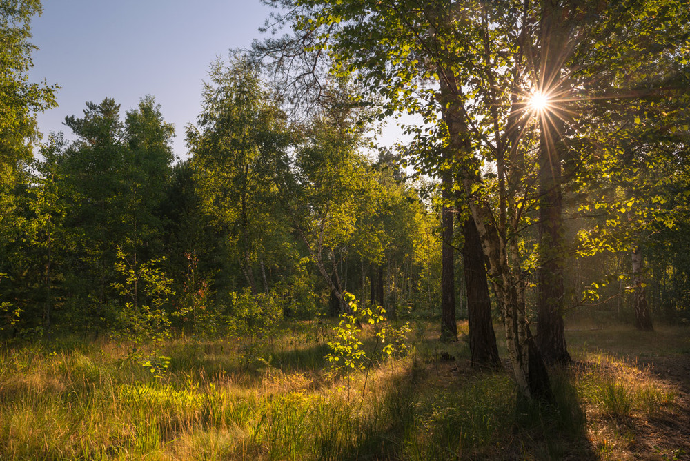 Фото утро в лесу летом