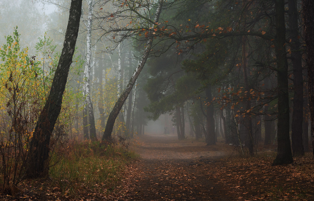 Туманные тропы. Тропа в туманном лесу. Беловежская пуща туманный лес. Овраг в лесу. Туманные тропы читать полностью.