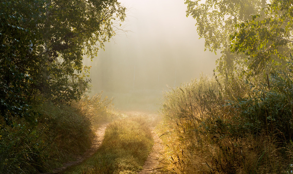 Light in august