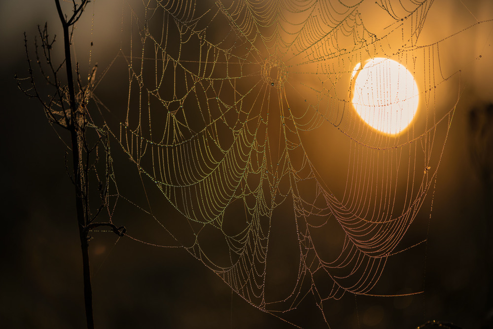 паутина. паутина на окне. паук спускается на паутине. станция паутина.