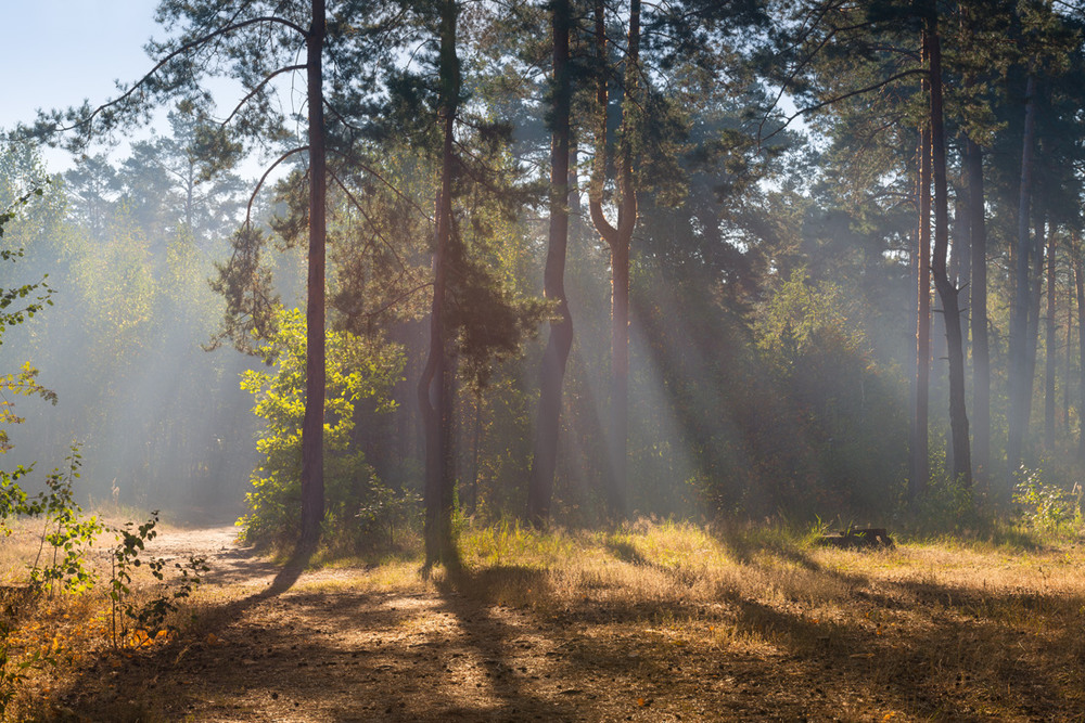8. дождь и солнце. солнечный дождь. дождь и солнце одновременно. солнечный ливень.