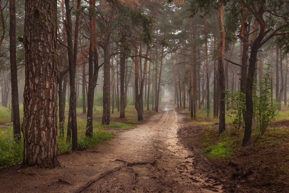 Темнеющий лес темнеющего леса. Темнеющий лес темнеющего леса. Темнеет. Сумеречные леса. Темнеющий лес темнеющего леса.