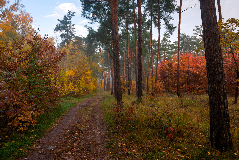 Саровский лес осень