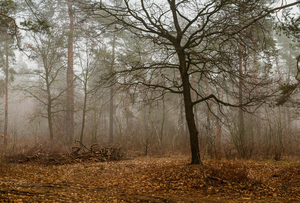 Деревья в лесу. Тайга хвойный бор непроходимая. Сырой лес. Сырые лесные. Токсово лесопарк.