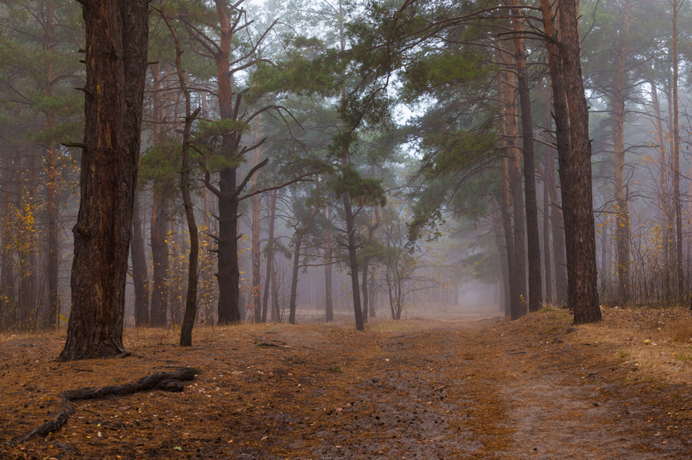 под полог леса это. под лесным пологом. под лесным пологом. аменсализм. лесной полог.