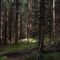 Карпатский лес