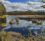 Квітневе озеро посеред лісу заболочується потихенькую. Ряска є - будуть і жаби.