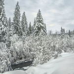 Снігу, свіжого снігу, зранку буває так багато, що гілля гнеться, аж до кучугур тулиться.