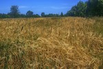 Зеленеє жито за селом, а у мене гості - за столом. Поле колоситься, а остюки - колючі.