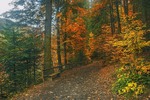 Багата на барви осінь кличе до себе буває: осьо цією стежкою йди. От ми і йдемо туди.