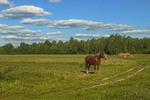 У полях край села: коник спочиває після трудів праведних, поглядає на двоногих, на траву, на хмарки