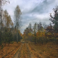 Дорога в осінь пролягла - вогка і похмура.