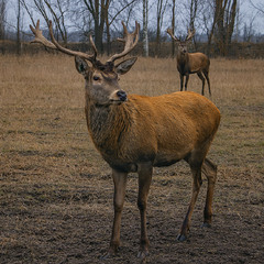 Дивні створіння - у них з мізків стирчить коріння.