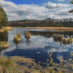 Квітневе озеро посеред лісу заболочується потихеньку. Ряска є – будуть і жаби.