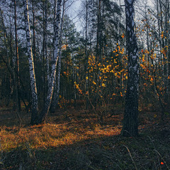 А зранку - ще веселіше в лісі, бо не все листя поопадало, - от воно й засвітилося на сонці було.