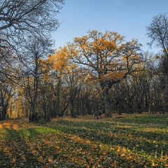 Вечір в дубовому гаю на галявині з глибокими тінями: тута листопад вже закінчується.
