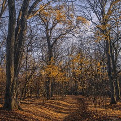 Листопад: в голосіївському лісі зміни настають повільно, але невідворотньо.
