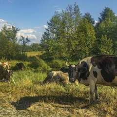 Під вечір тіні довшають і плутаються під ногами на березі річки-невелички.