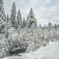 Снігу, свіжого снігу, зранку буває так багато, що гілля гнеться, аж до кучугур тулиться.