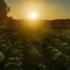 Проти ночі сонце предобряче немилосердно світить просто в очі. А листочки - радісно світяться!