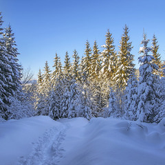 Стежка в зимовому лісі в сонячний день.