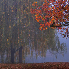 Осіннячко рябе в непорушному тумані зранку: верба плаче, а дуб - сміється.