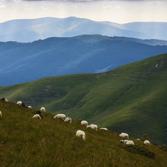 Інколи в житті  трапляються  кольорові гори і спокійні вівці.