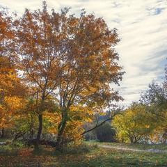 Подорож голосіївським лісом привела до червоної осені на березі ставу з великою білою хмарою.