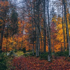 У лісі восени