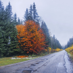 В дощ кольорове життя триває на мокрій дорозі.