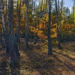 Wir gingen in den Wald, um Pilze zu sammeln. Und Beeren. А ліс радісно засвітився був.