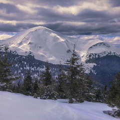 Ялинки завмерли на морозі, а поміж білих снігів бродять цятки в темних згадках - світла з небес.