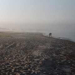 Ранковий туман на морі розсіюється. Збирання креветок.