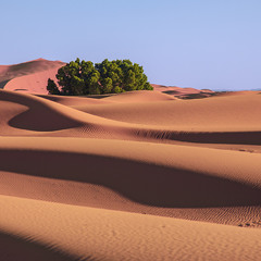 Пустеля надвечірня.