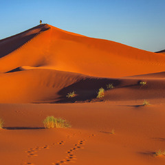 Зеленеє жито, зелене, хорошії гості у мене.